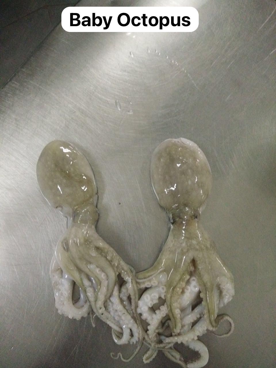 Baby Octopus