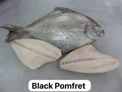 Black Pomfret
