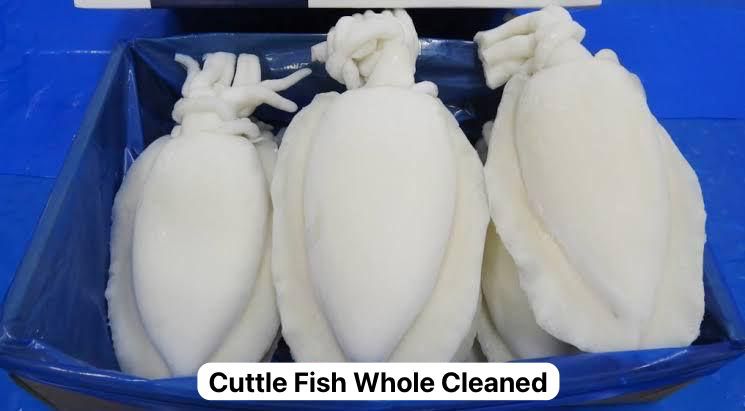 Cuttie Fish Whole Cleaned