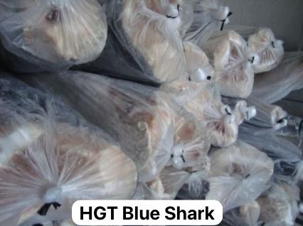 HGT Blue Shark