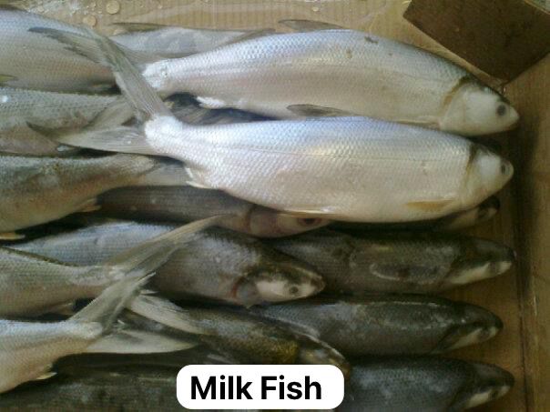 Milk Fish