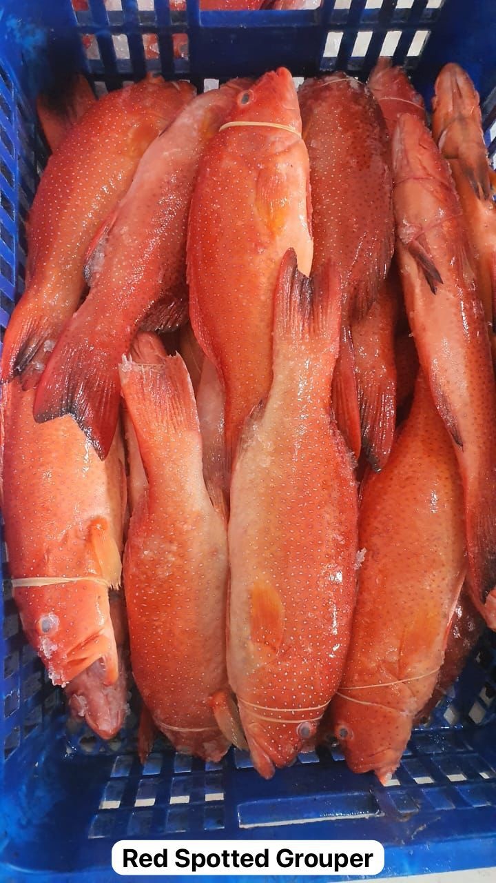 Red Spotted Grouper