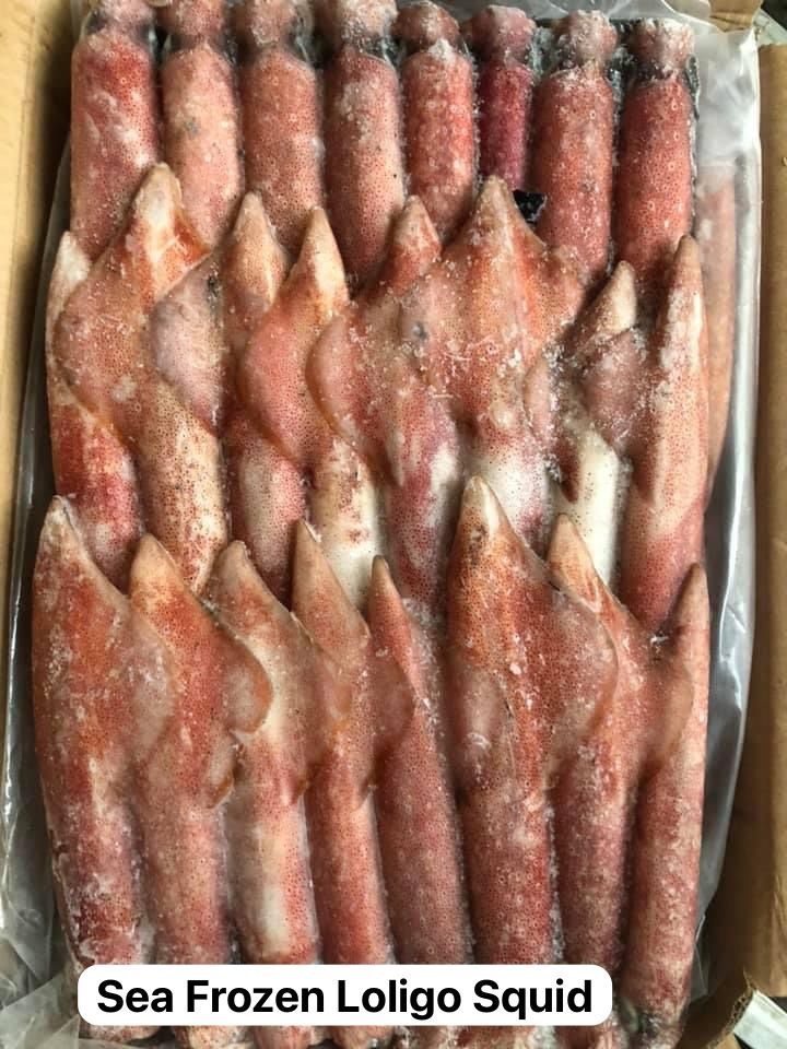 Sea Frozen Loligo Squid